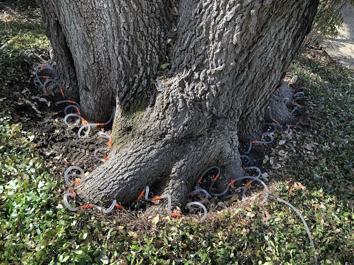Detailed Tree Cabling and Bracing job site in Ahmeek