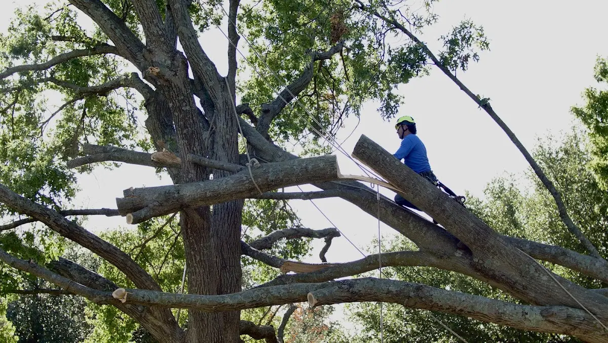 Professional Hazardous Tree Removal performed by certified arborists in Ahmeek